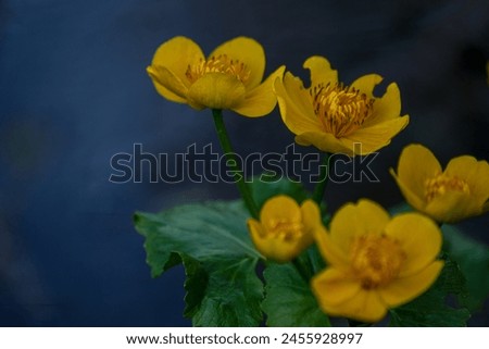 marsh marigold Caltha palustris wild flower in pond in Latvia. Caltha palustris commonly known as Kingcup or Marsh Marigold Royalty-Free Stock Photo #2455928997