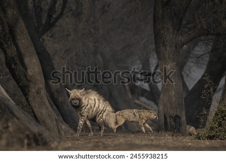 Striped Hyena and Golden Jackal under same canopy