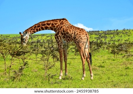 A uniquely beautiful Maasai giraffe on the Serengeti plains in Tanzania