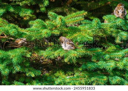 A serene and peaceful picture of nature after a rainstorm. Sparrows sit on the green branches of the Christmas tree. A beautiful embodiment of harmony between nature and the festive season.