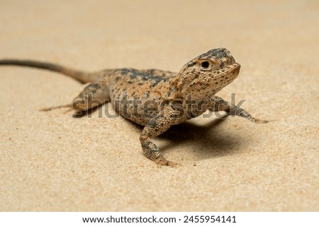 Toad-headed Agama or Secret Toadhead Agama (Phrynocephalus mystaceus) is a species of agamid lizard. 