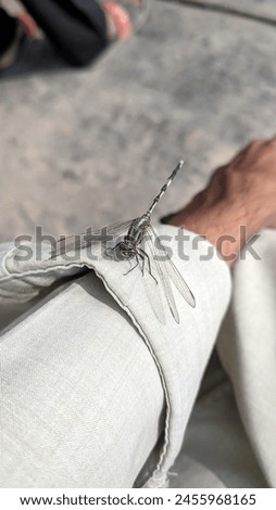 The grasshopper at human body
