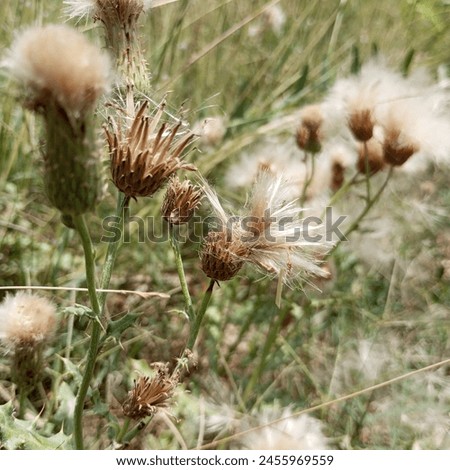 470 Blowing Seed Thistles Royalty, Free Image stock 