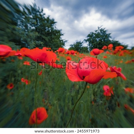 Blooming of poppy flowers on freen meadow. Papaveraceae family plants in the botanical garden. Anamorphic macro photography. Royalty-Free Stock Photo #2455971973