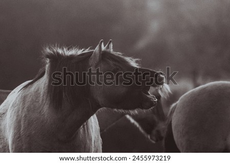 Dutch Highland Cows, Birds, Konik Ponies in the Dune Area Lentevreugd