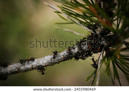 Pine conifer with forest ants. Soft selective focus. Artificially created grain for the picture