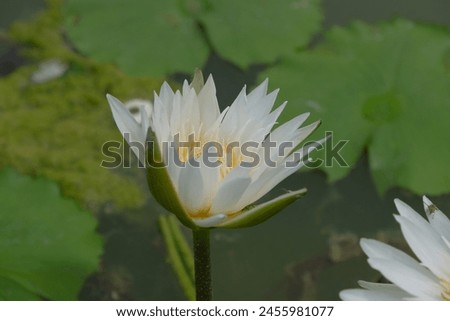 White lotus in the poll that i found in central vietnam