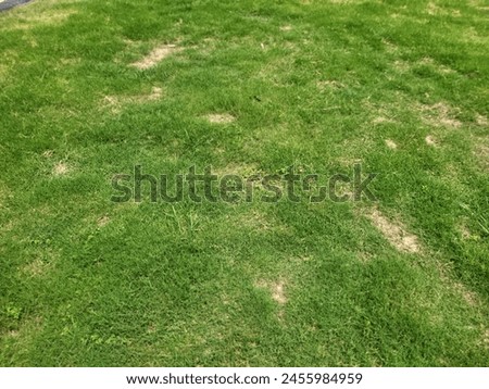 A picture shows bright green grass in a play ground park in sunny day 