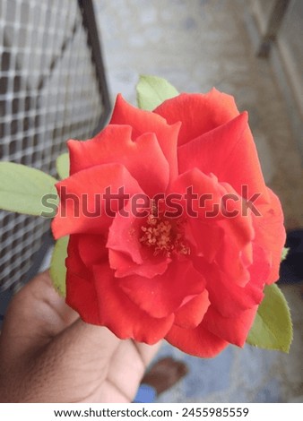 A clear picture of red rose