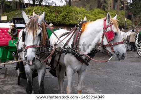 Tourists and locals ride in horse-drawn carriages through vibrant streets Marrakech, authentic and lively city life African kingdom Morocco, Authentic experience Royalty-Free Stock Photo #2455994849