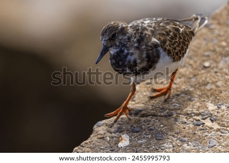 Close up of a turnstone walking towards you on a seawall Royalty-Free Stock Photo #2455995793