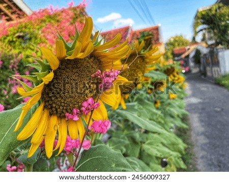 Beautiful blooming sunflowers line the roadside