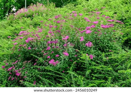 Close up of large branch with delicate pink flowers of Spiraea nipponica genpei shrub in full bloom and a small Green June Bug, beautiful outdoor floral background of a decorative plant