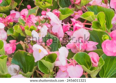 It is photo of pink Begonia flower (Begonia semperflorens). It is close up view of blooming pink flower in garden. Its the view of begonia flower bed in sunny park. This is flower background.