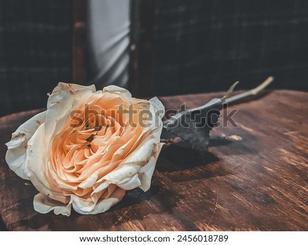 the picture shows a white rose on the table