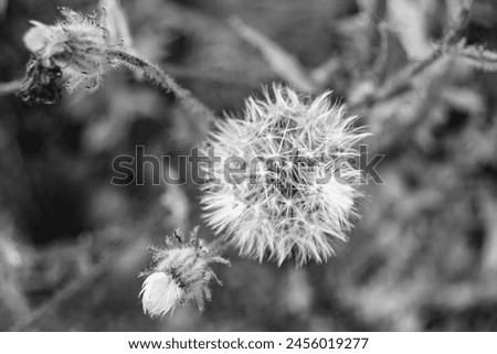 Beautiful wild growing flower seed dandelion on background meadow, photo consisting from wild growing flower seed dandelion to grass meadow, wild growing flower seed dandelion at meadow countryside Royalty-Free Stock Photo #2456019277