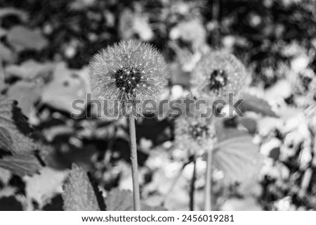 Beautiful wild growing flower seed dandelion on background meadow, photo consisting from wild growing flower seed dandelion to grass meadow, wild growing flower seed dandelion at meadow countryside Royalty-Free Stock Photo #2456019281