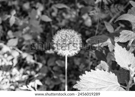 Beautiful wild growing flower seed dandelion on background meadow, photo consisting from wild growing flower seed dandelion to grass meadow, wild growing flower seed dandelion at meadow countryside Royalty-Free Stock Photo #2456019289