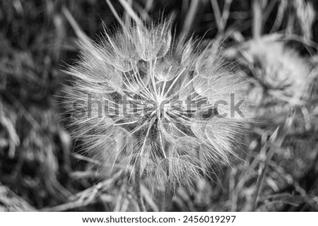 Beautiful wild growing flower seed dandelion on background meadow, photo consisting from wild growing flower seed dandelion to grass meadow, wild growing flower seed dandelion at meadow countryside Royalty-Free Stock Photo #2456019297