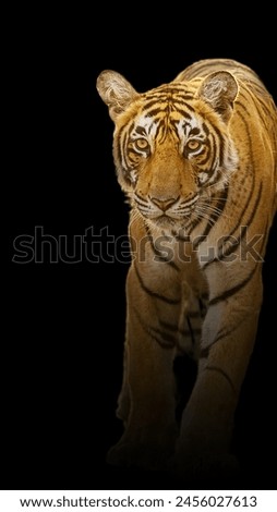 Portrait wild bengal tiger walking in the dark of night. Warm light with black background.