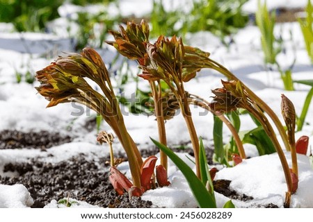 Bright green young shoots of peonies in the snow in early spring