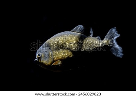 Red piranha swimming in a fish tank