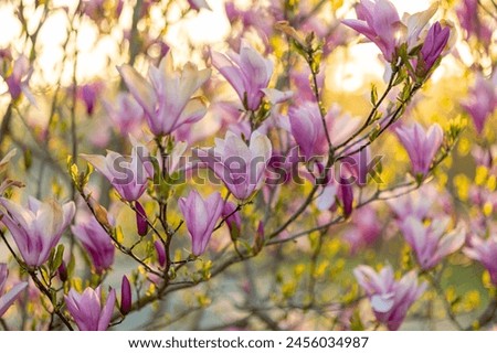Golden hour glow on blooming magnolia flowers