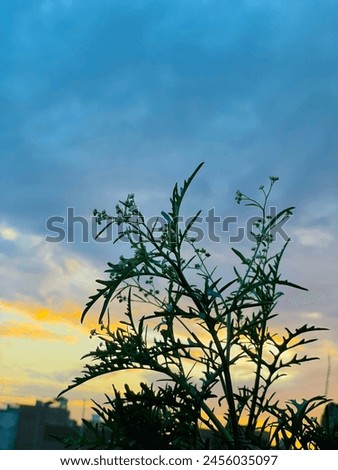 Plant pic with sunset in background