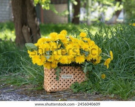 Bouquet of dandelion flowers in a basket