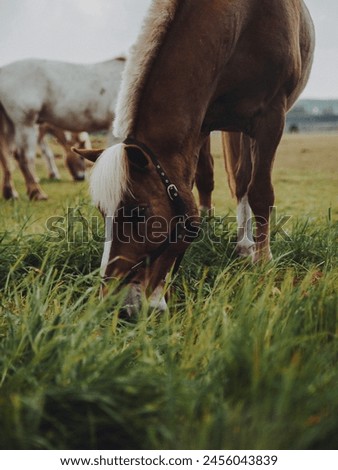 Beautiful Animal Power Animals Horses Green gross eating gross Beautiful place beautiful wallpaper pictures background 