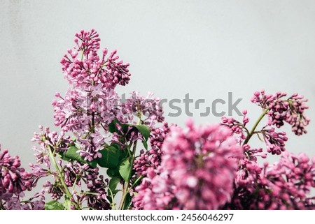 A bouquet of lilacs on a gray background with a shadow. Natural spring floral background. Front view