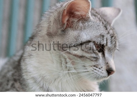 Young Egyptian Mau Cat on on the Balcony