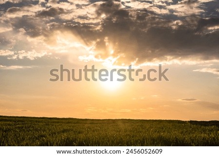 Spring landscape of sunset and field of cereals