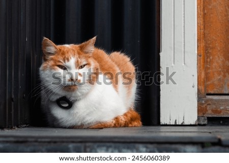 Cute white and orange cat. Pet with bluetooth device on collar for tracking. Cat sleeps on the landing of the house. Royalty-Free Stock Photo #2456060389