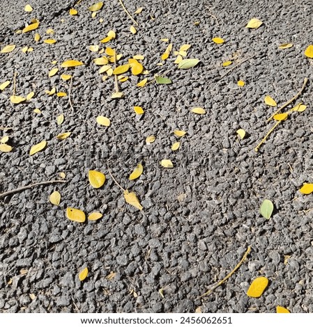 small yellow leaf background picture Dropped on the paved road
