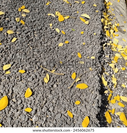 small yellow leaf background picture Dropped on the paved road