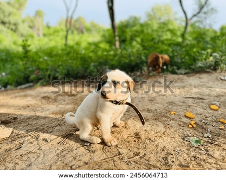 Picture of a stray cute puppy