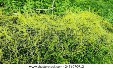 cuscuta eorapaea or "tali putri" or "rambut nenek" is a parasitic plant that is a yellow creeper like a yellow rope covering the plant. Royalty-Free Stock Photo #2456070913