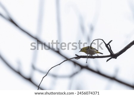Sri Lankan white-eye or Zosterops ceylonensis an endemic species of Sri Lanka. Royalty-Free Stock Photo #2456074371