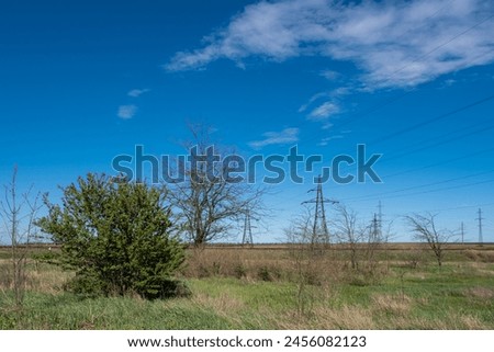 Trees and power lines against the blue sky on a spring sunny day.
