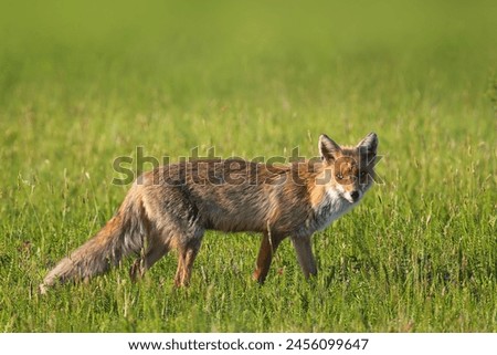 curious common red fox in the field, wild animal looking at the camera (Vulpes vulpes)