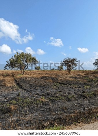 A burnt agricultural in Bejucal, Trinidad and Tobago. 