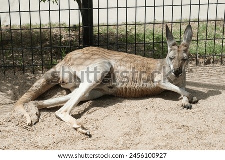 kangaroo laying down in the sand