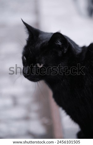 Black cat is a domestic cat with black fur that may be a specific breed.