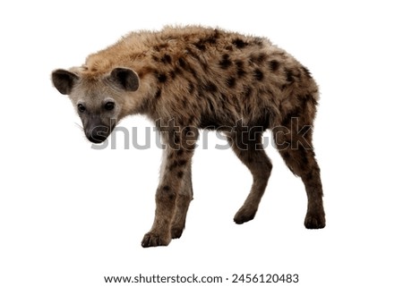 Young spotted hyena isolated on white background.