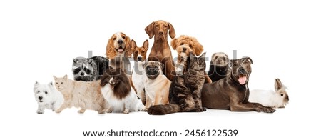 Collage. Group of animal l friends standing together looking curiously at the camera against white studio background. Concept of veterinary, pet lovers, grooming services, canine food, friendship. Ad