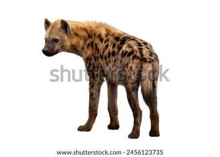 spotted hyena isolated on white, back view.