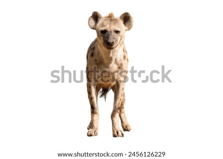 hyena isolated on white background ,front view.