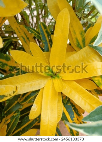 Croton is an extensive plant genus in the spurge family, Euphorbiaceae. Royalty-Free Stock Photo #2456133373