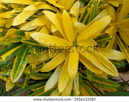 Croton is an extensive plant genus in the spurge family, Euphorbiaceae. Royalty-Free Stock Photo #2456133385